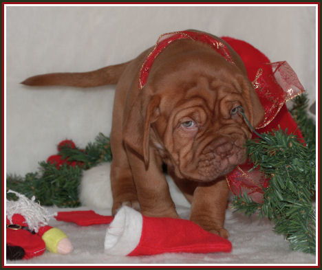 kerst pup2.jpg